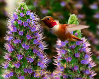 Humming Birds