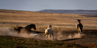 Wild Horses