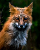 Foxes and Kits