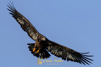 Eagles
