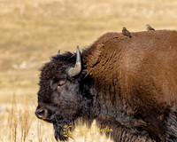 Bison