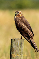 Birds of Prey